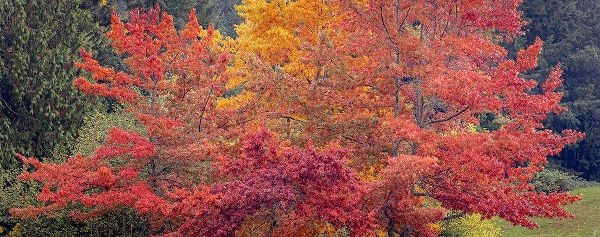 Jaynes Gallery 아티스트의 USA-Washington State-Seabeck Panoramic of oak trees in autumn작품입니다.